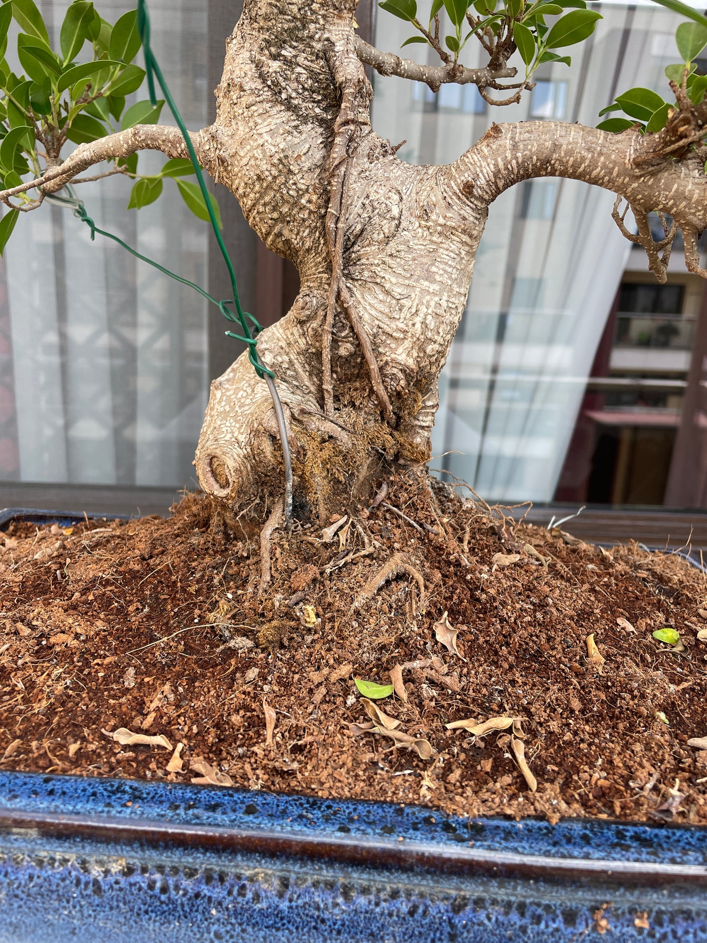 Ficus Bonsai