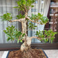 Ficus Bonsai