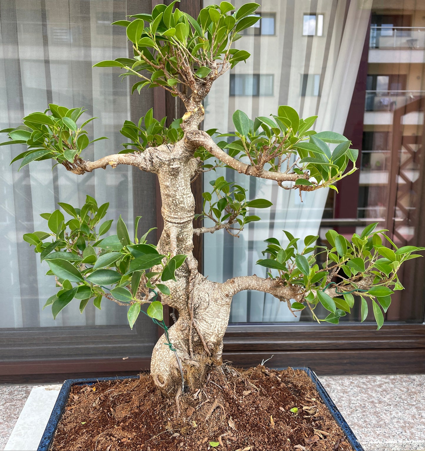Ficus Bonsai