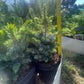 Picea sitchensis 'Tenas' 25-30 cm