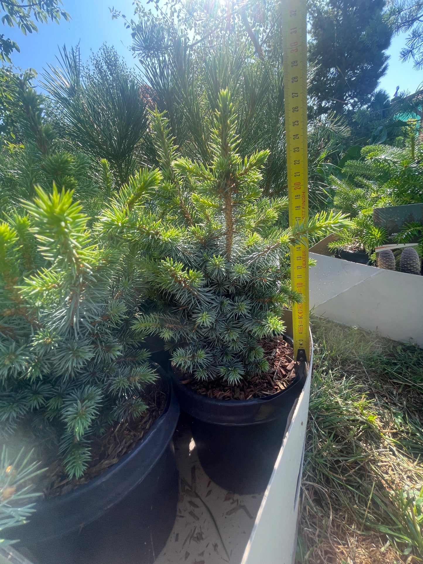 Picea sitchensis 'Tenas' 25-30 cm