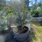 'Brad Argintiu' - Picea pungens 'Blue Diamond' - 30 cm