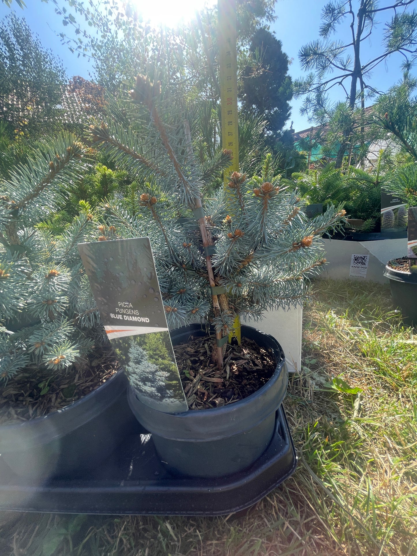 'Brad Argintiu' - Picea pungens 'Blue Diamond' - 30 cm