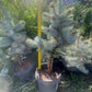 'Brad Argintiu' - Picea pungens 'Hoopsii' - 40-45 cm
