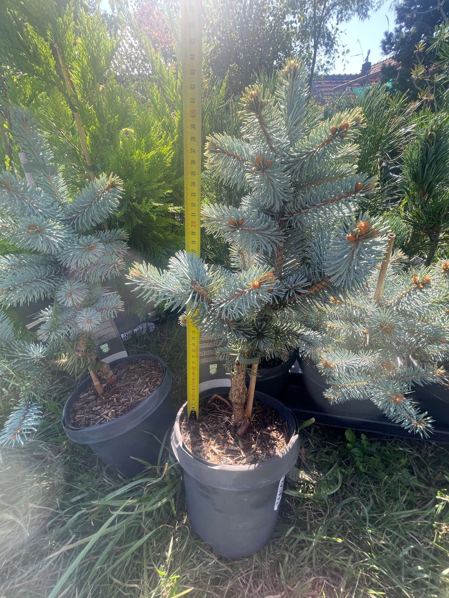 'Brad Argintiu' - Picea pungens 'Hoopsii' - 40-45 cm