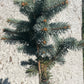 'Brad Argintiu' - Picea pungens 'Hoopsii' - 40-45 cm