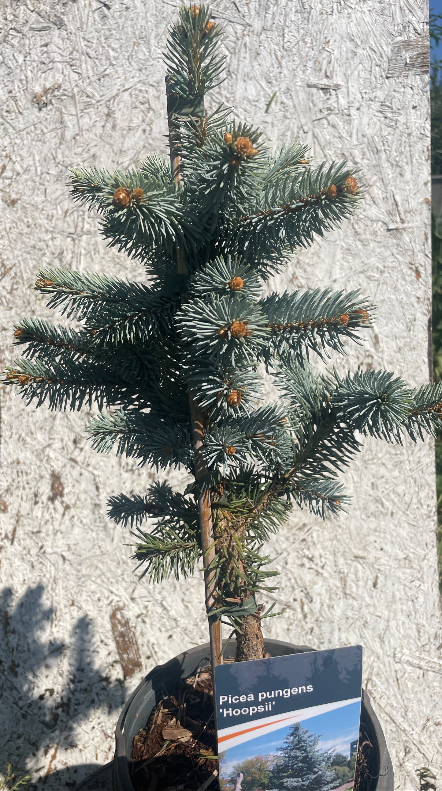 'Brad Argintiu' - Picea pungens 'Hoopsii' - 40-45 cm