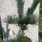Pin alb japonez - Pinus parviflora 'Glauca' - 35 cm
