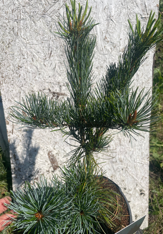 Pin alb japonez - Pinus parviflora 'Glauca' - 35 cm