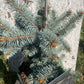'Brad Argintiu' - Picea pungens 'Blue Diamond' - 30 cm