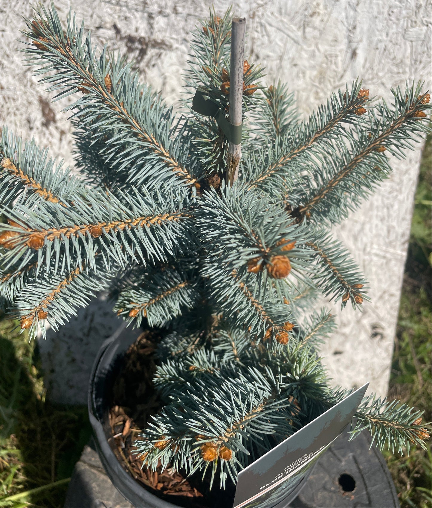 'Brad Argintiu' - Picea pungens 'Blue Diamond' - 30 cm