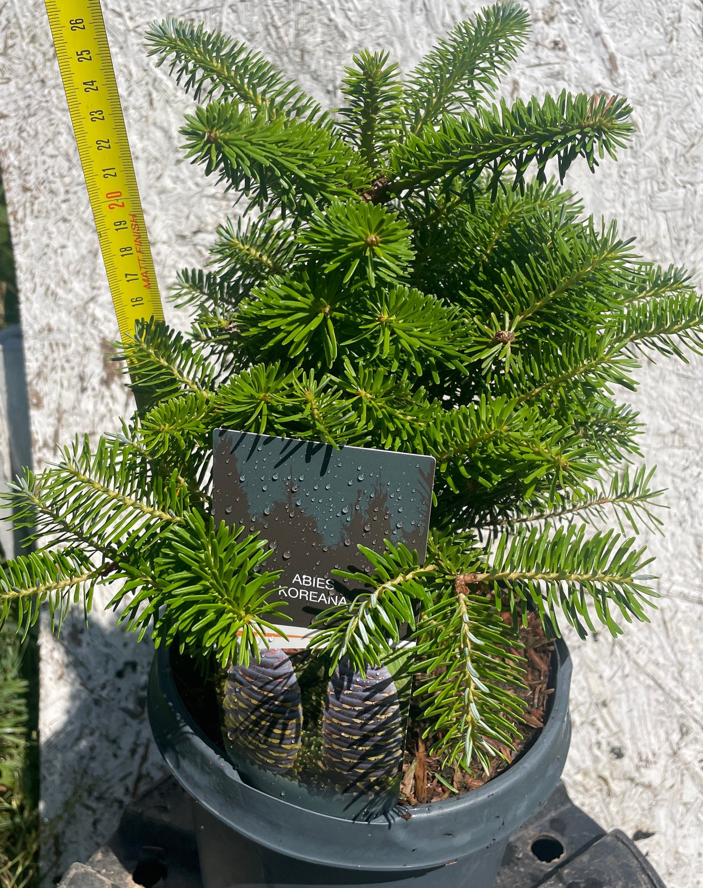 Brad Abies koreana - 25-30 cm