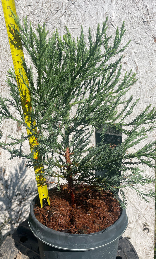 Sequoiadendron giganteum - Arborele Mamut - 30 cm