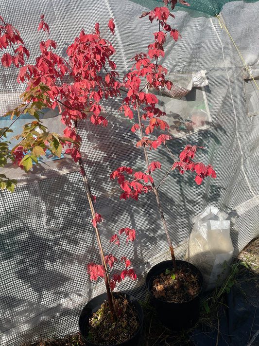 Arțar cu scoarta ca de hârtie - Acer griseum - Paper Bark Maple - 1,2 m