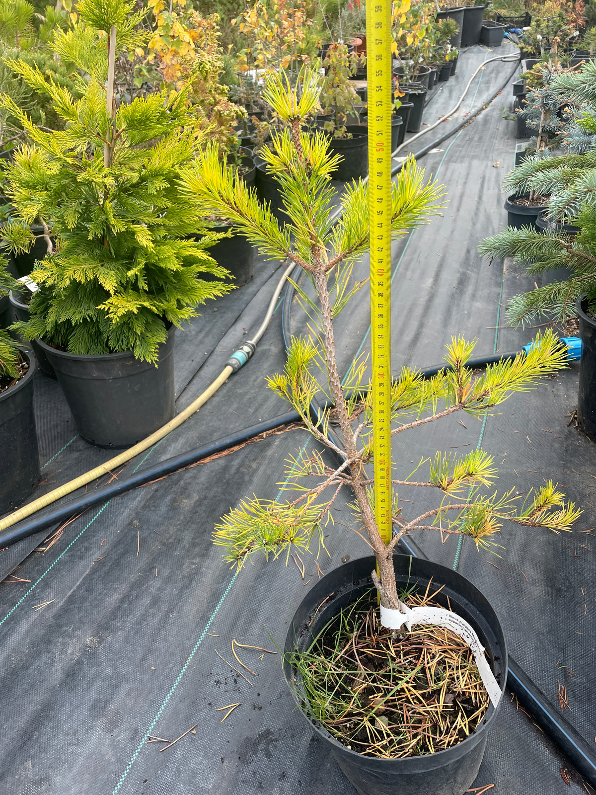 Pinus pungens 'Mountain Gold' - 50 cm