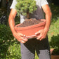 Set - Pinus x densithunbergii 'Edsal Wood' + Ghiveci oval ciment latime 50 cm