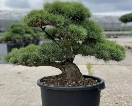 Seminte Pinus parviflora - pin alb japonez - 1 g