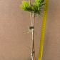 Pin mugo 'Rositech' - 45 cm