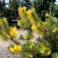 Pin negru japonez 'Aocho Matsu' - Pinus thunbergii 'Aocho Matsu' - 50 cm