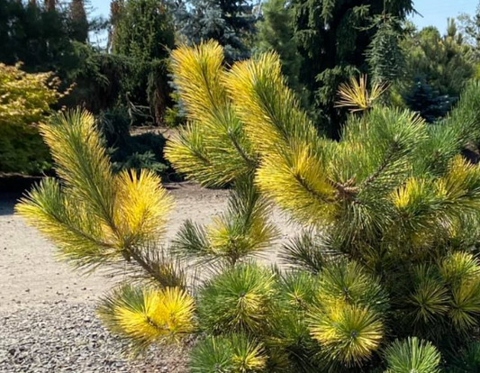 Pin negru japonez 'Aocho Matsu' - Pinus thunbergii 'Aocho Matsu' - 50 cm