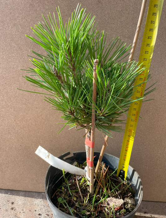 Pin negru japonez 'Shinsho' - Pinus thunbergii 'Shinsho' - 28 cm