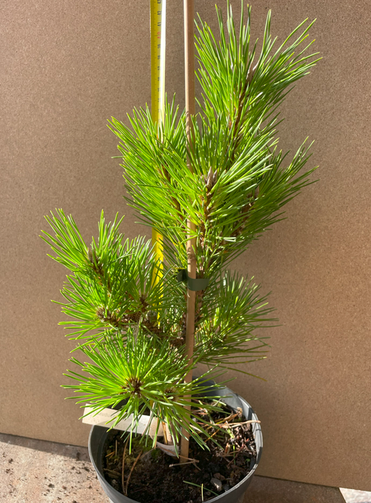 Pin negru japonez 'Yatsubusa' - 45 cm