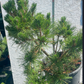 Pinus thunbergii 'Sayonara' - 65-70 cm