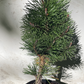 Pinus contorta 'Willow Creek' - 30 cm