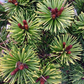 Pinus mugo 'Kokos' - 20 cm