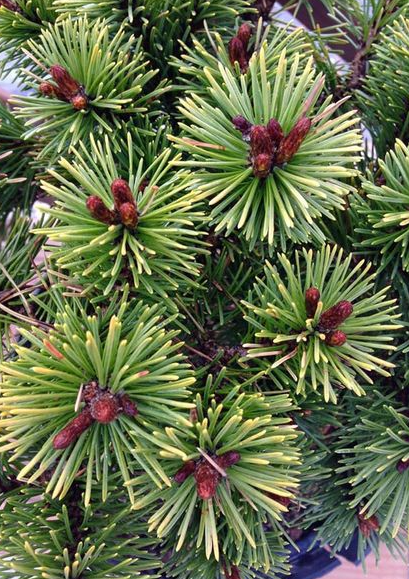 Pinus mugo 'Kokos' - 20 cm
