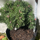 Pinus mugo 'Kokos' - 20 cm
