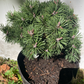 Pinus mugo 'Kokos' - 20 cm