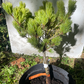 Pinus parviflora 'Myo-Jo' - 35 cm