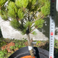 Pinus parviflora 'Myo-Jo' - 35 cm