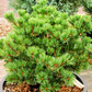 Pinus parviflora 'Myo-Jo' - 35 cm