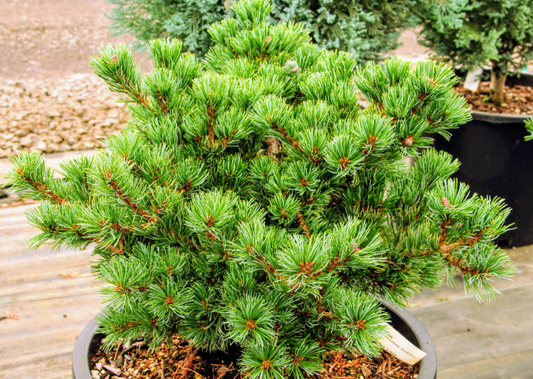 Pinus parviflora 'Myo-Jo' - 35 cm
