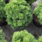 Pinus uncinata 'Titus' - 18 cm