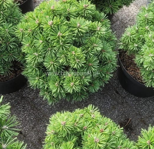 Pinus uncinata 'Titus' - 18 cm