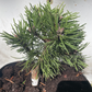 Pinus uncinata 'Titus' - 18 cm