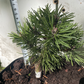 Pinus uncinata 'Titus' - 18 cm