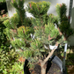 Pinus mugo 'Orange Sun' - 35 cm