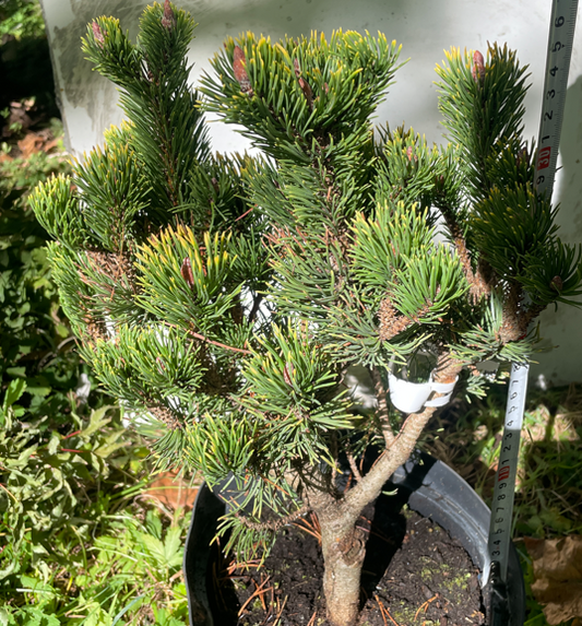 Pinus mugo 'Orange Sun' - 35 cm