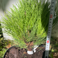 Pinus nigra 'Cebennensis Nana' - 25 cm