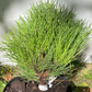 Pinus nigra 'Cebennensis Nana' - 25 cm