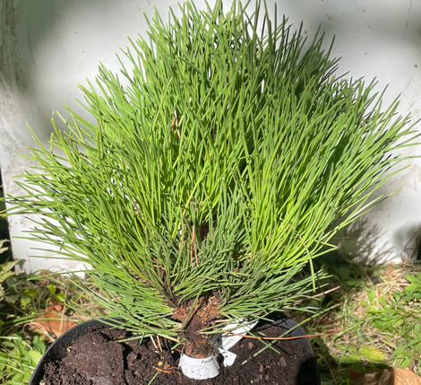 Pinus nigra 'Cebennensis Nana' - 25 cm