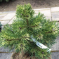Pinus mugo 'Billabong' - 18 cm