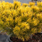 Pinus mugo ‘Little Gold Star’ - 15 cm