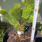 Pinus virginiana 'Mariton' - 25 cm