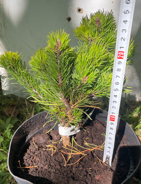 Pinus virginiana 'Mariton' - 25 cm