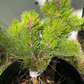 Pinus virginiana 'Mariton' - 25 cm